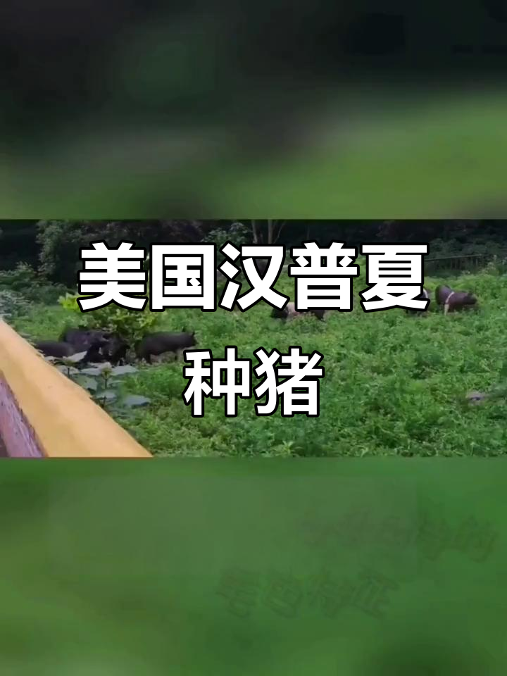 汉普夏猪:美国三大瘦肉型品种之一,高瘦肉率与优良性能