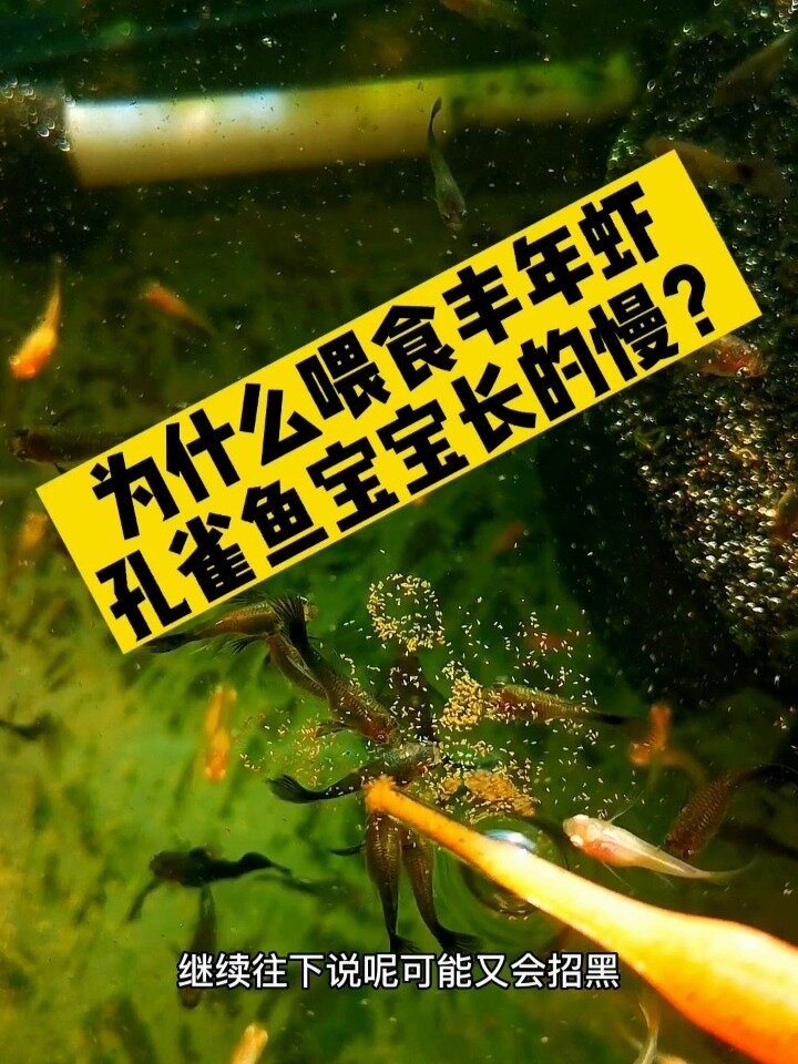 解密:孔雀鱼宝宝喂食丰年虾为什么长得慢?