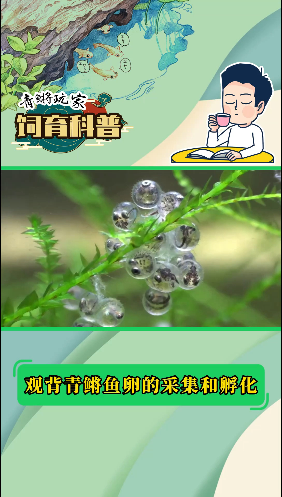 观背青鳉鱼卵的采集和孵化
