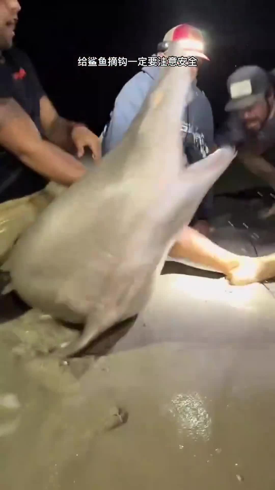 给鲨鱼摘钩一定要注意安全 钓鱼