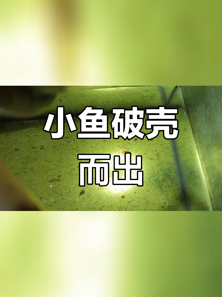 麦穗鱼卵成功孵化