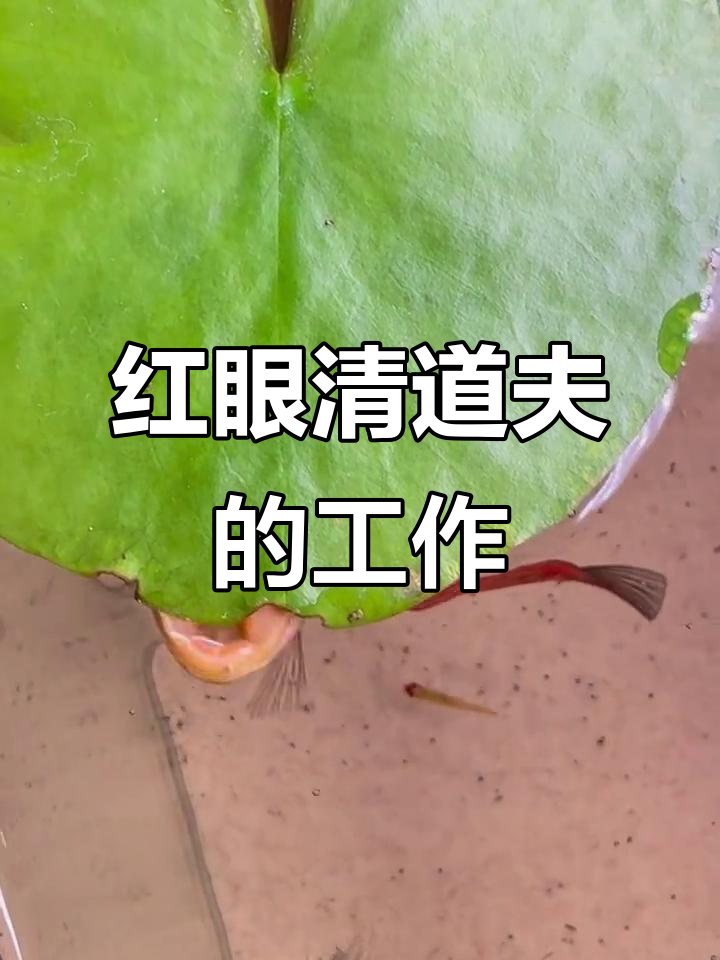 鱼缸里的清洁工,红眼大翻如何吸食残渣?