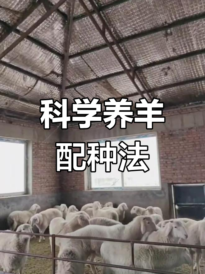 羊配种正确步骤,避免误区