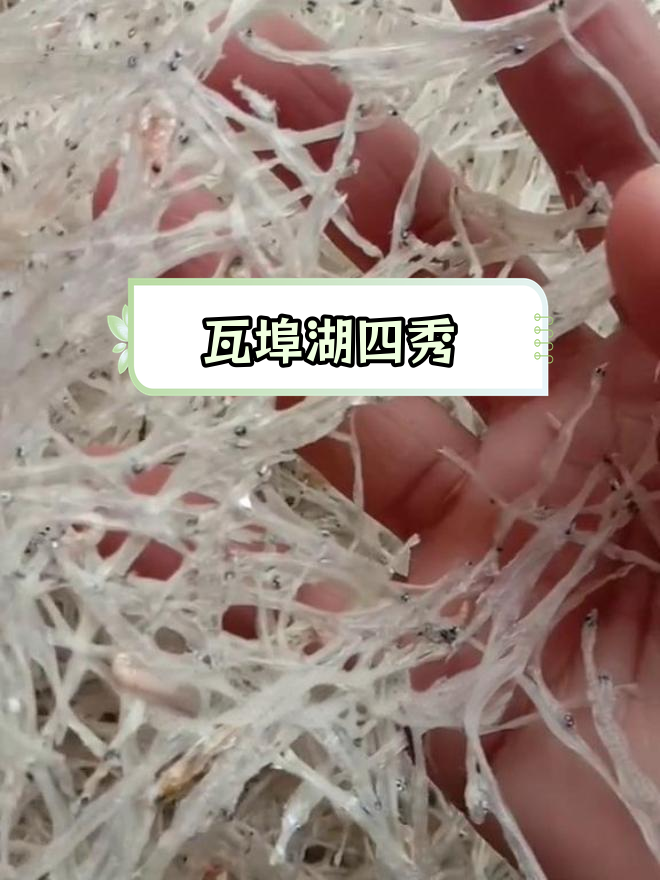 瓦埠湖特产:银鱼、毛刀鱼与美味小吃