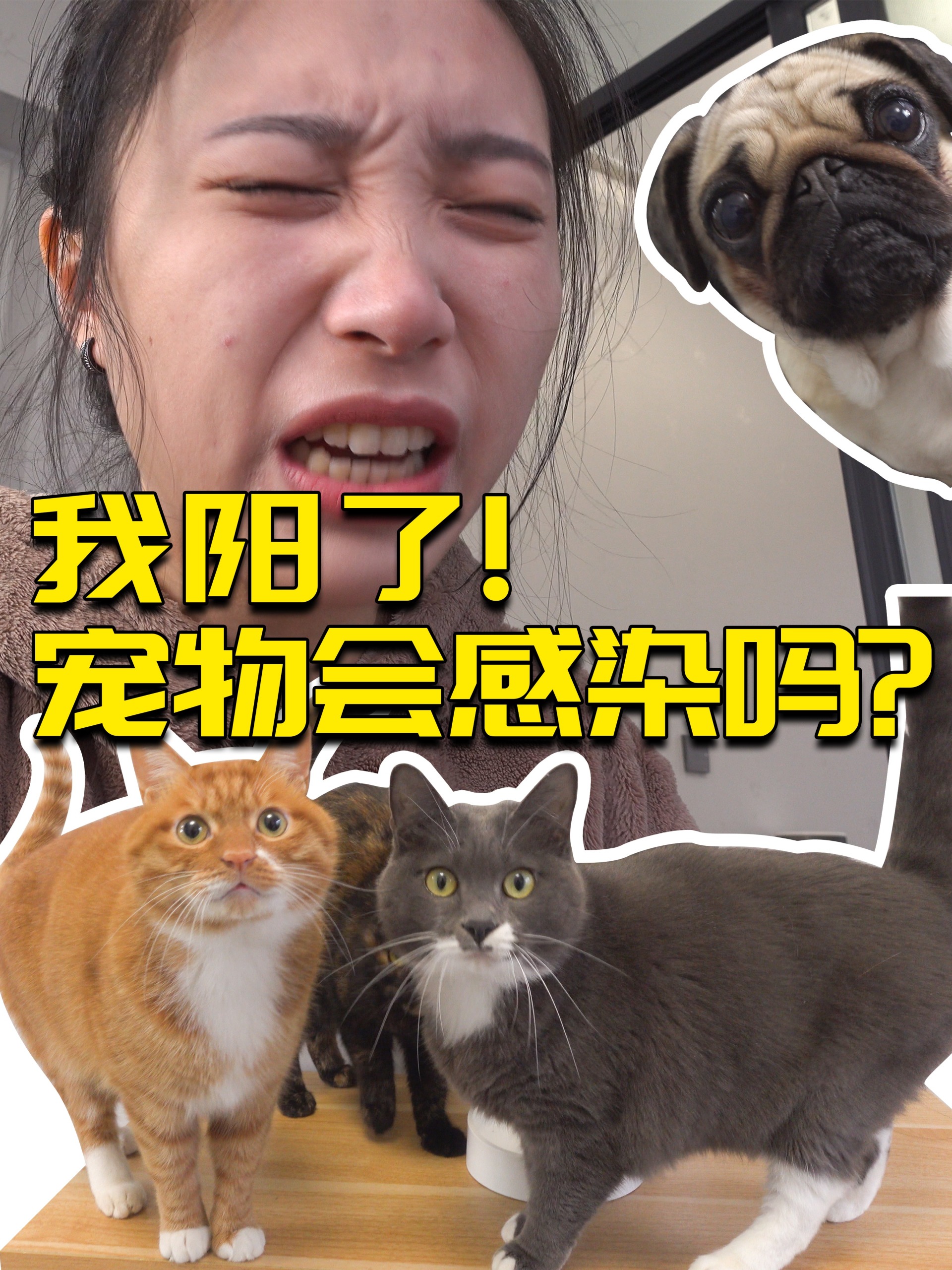 阳了!会传染给宠物吗?会!