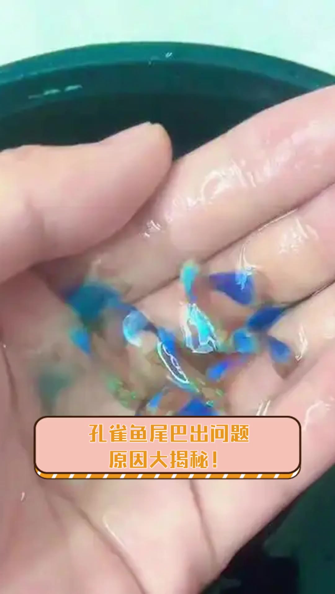 孔雀鱼尾巴出问题,原因大揭秘!