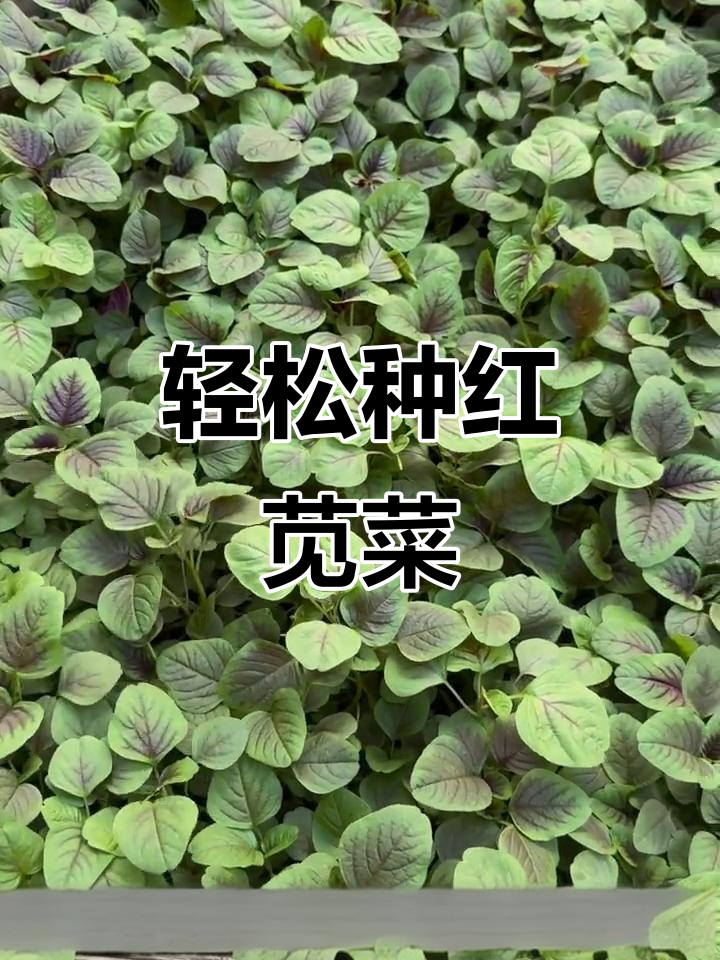 红苋菜种植技巧:简单又快速,营养丰富