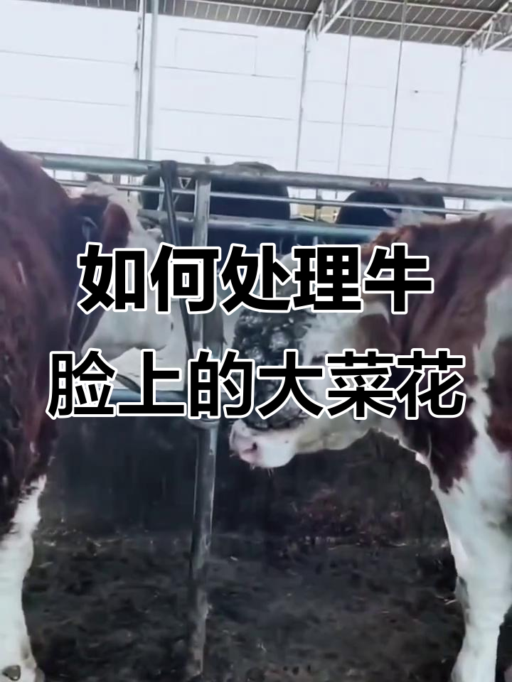 牛脸上长“菜花”怎么办?教你轻松去除