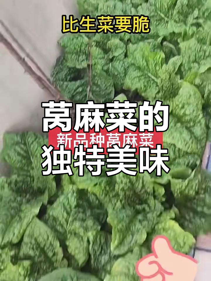 苦麻菜:比油麦菜更香脆,春季必吃新鲜大圆叶