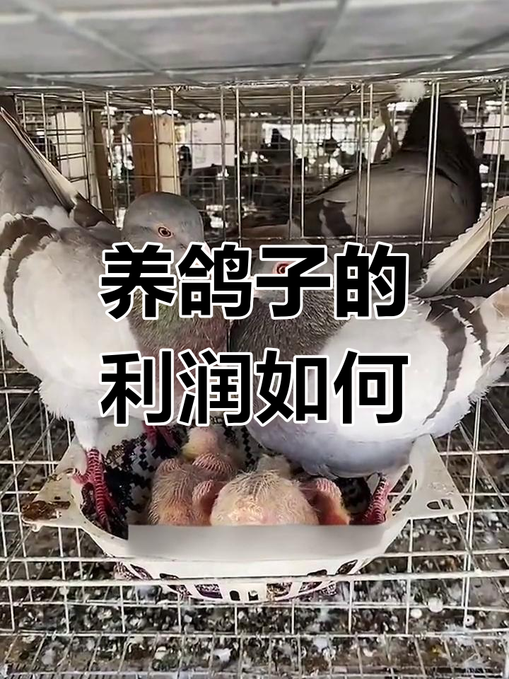 鸽子养殖成本与利润分析