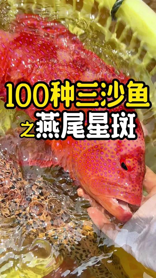 最能代表西沙红石斑的鱼—似曾相识燕归来