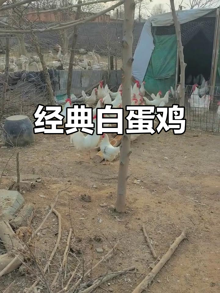 白蛋鸡，产蛋多又省食，曾是家家户户的宠儿