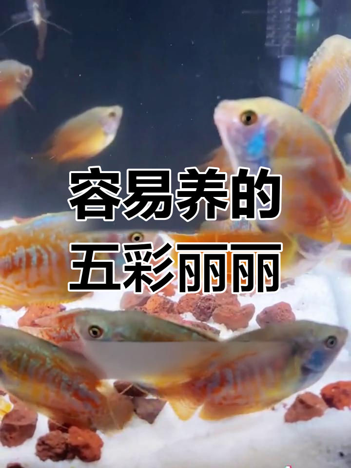五彩丽丽鱼:观赏界的“羊驼”,轻松养活,还能吃虫
