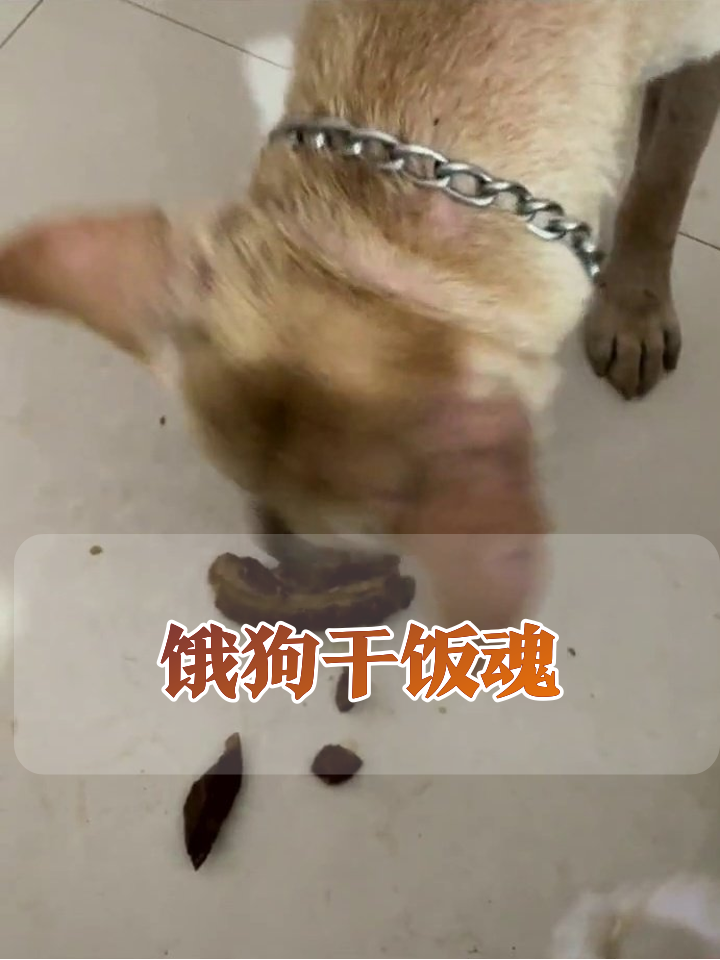饿狗遇红烧肉秒变干饭王,瘦骨嶙峋狂炫肉