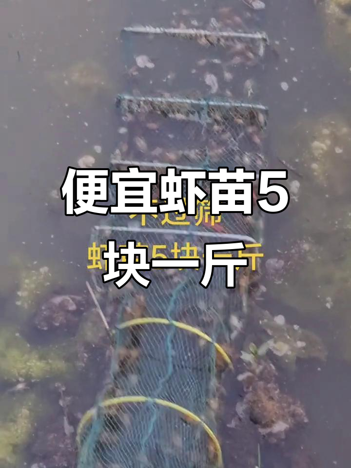 虾苗价格大降,5块钱一斤就能买到!