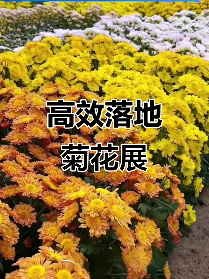 开封菊花展:八百亩基地,高存活率与模块化技术助力景观定制