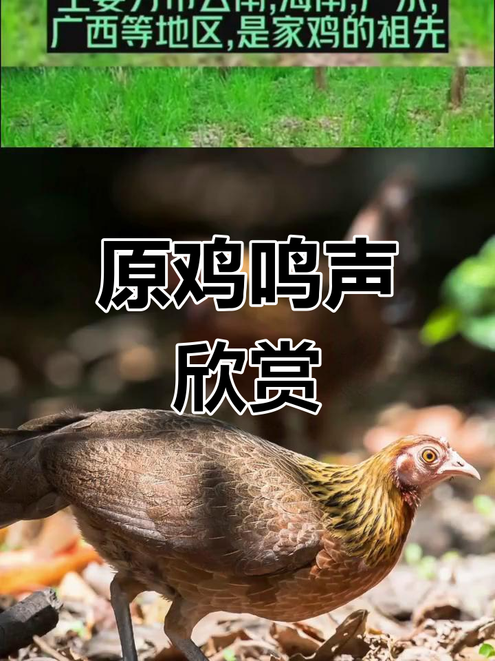 野生原鸡的独特叫声