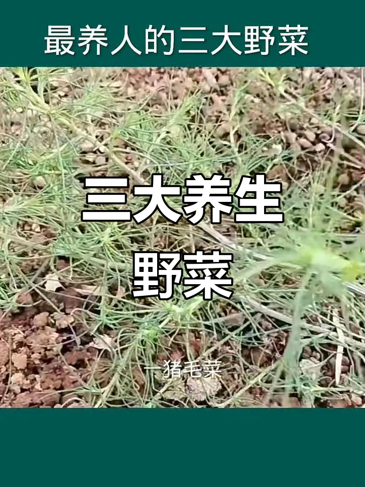 中国三大最养人野菜,猪毛菜、蒲公英和苋菜的健康益处