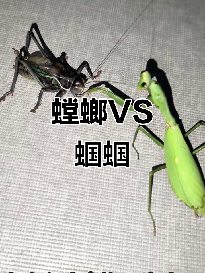 螳螂与蝈蝈的激烈对决,谁胜?