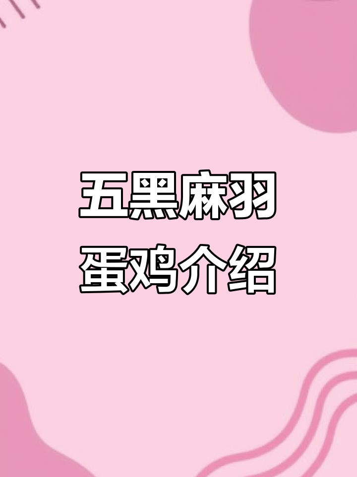 五黑麻羽绿壳蛋鸡,瓦灰品种全解析