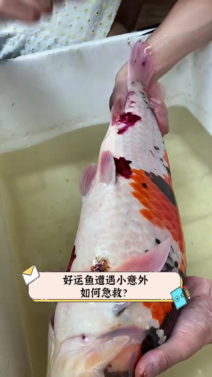 好运鱼遭遇小意外,如何急救?