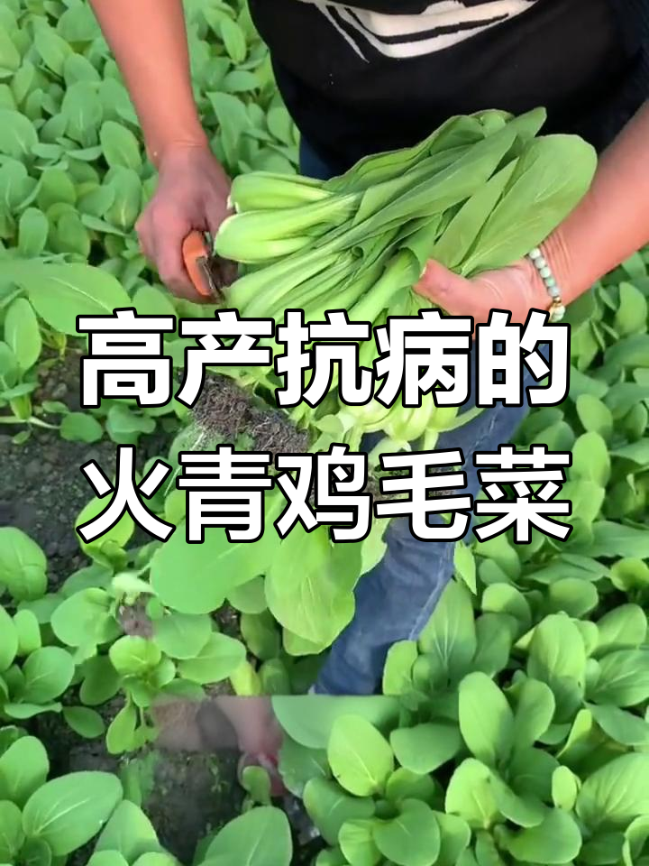 火青鸡毛菜:高产、抗病,种植轻松又省心