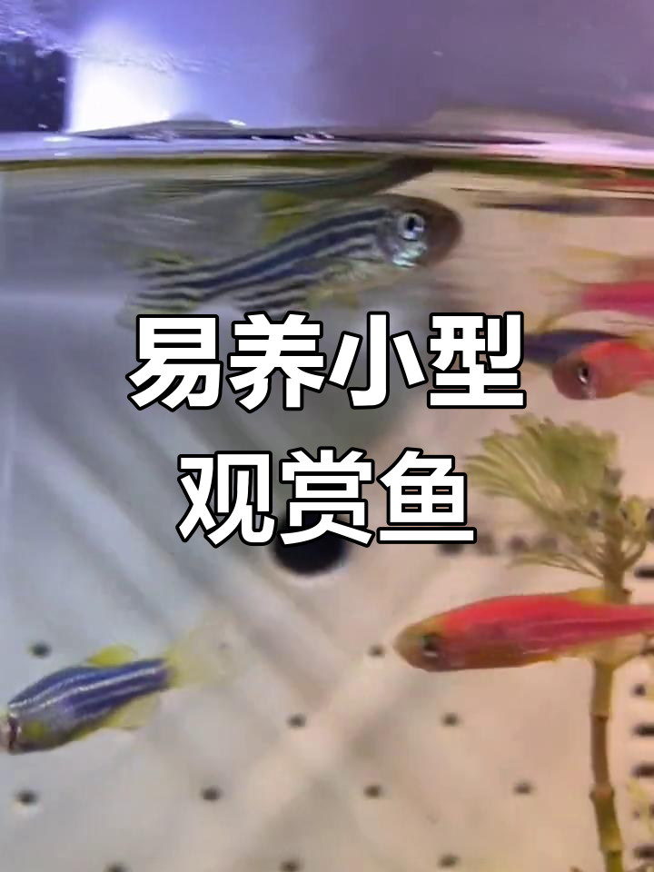 斑马鱼:小巧活泼的热带观赏鱼