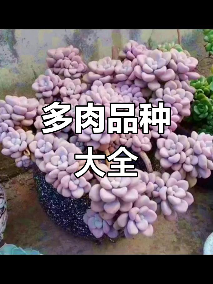 多肉植物品种大揭秘,新手必看!