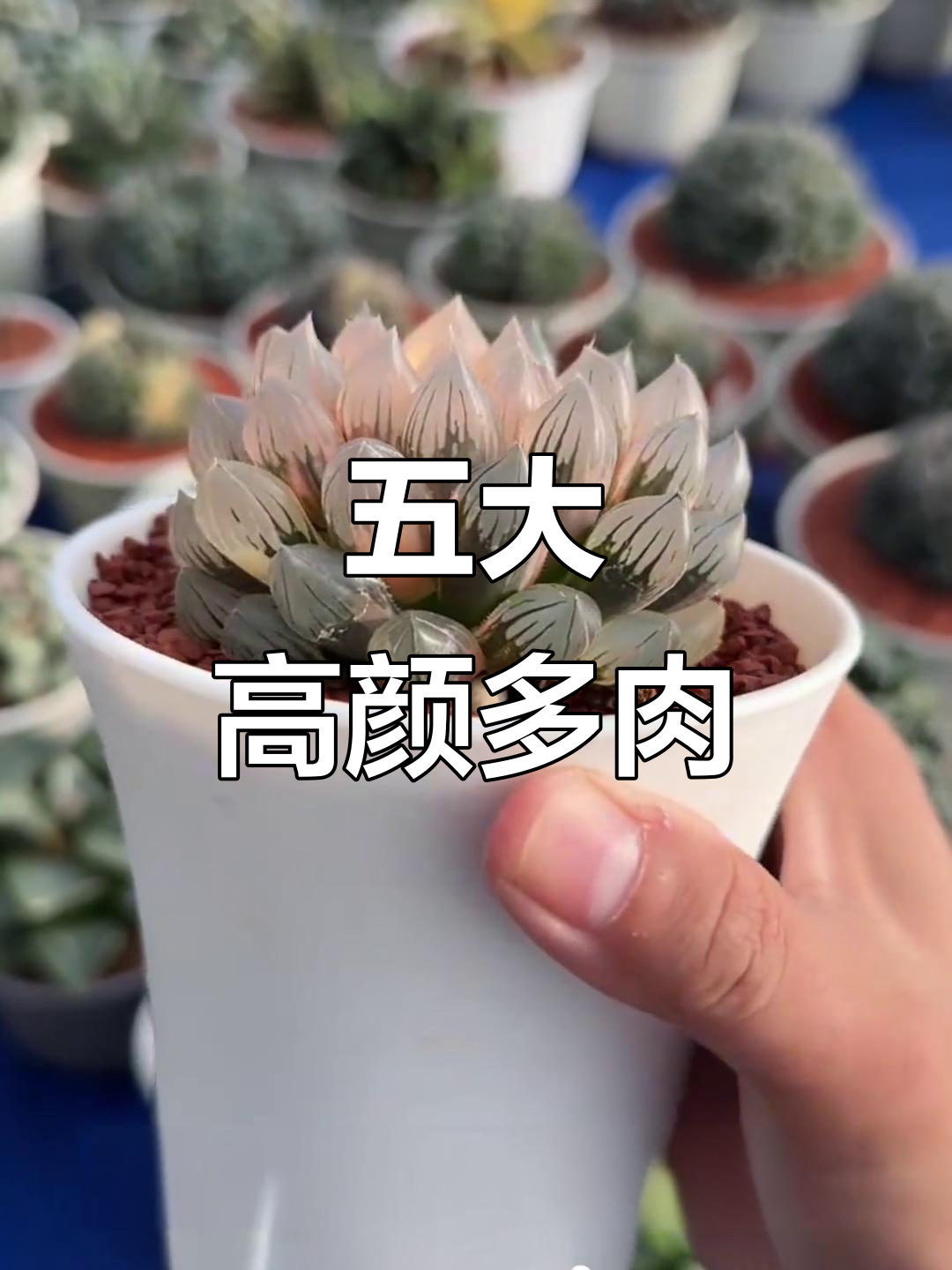 五款颜值爆表的多肉品种，冰灯玉露最惊艳