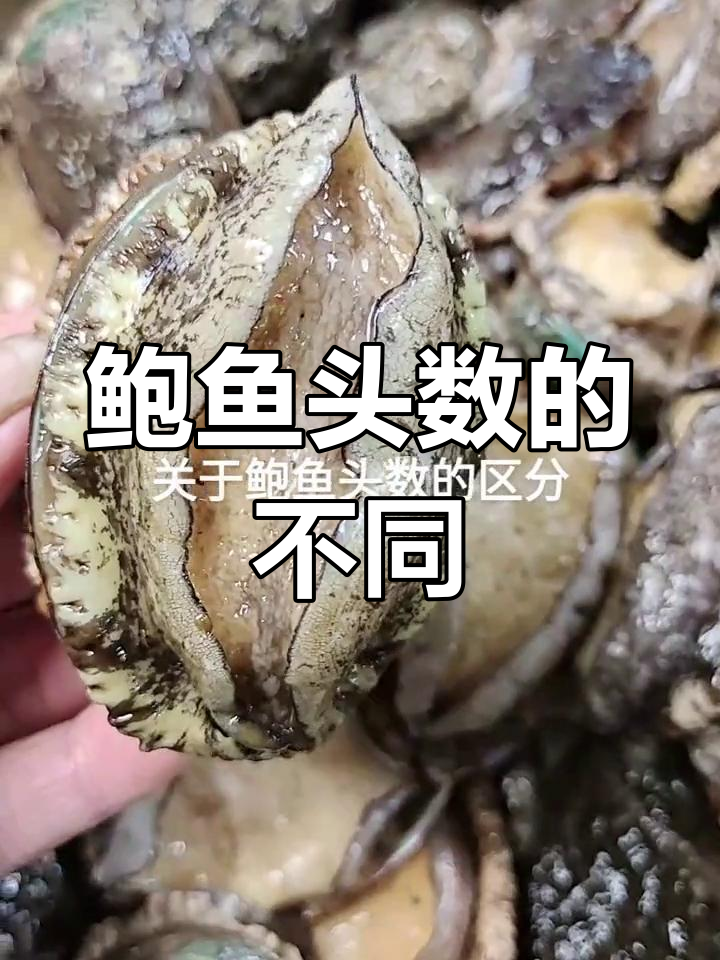 鲍鱼头数解析:八头与六头的区别