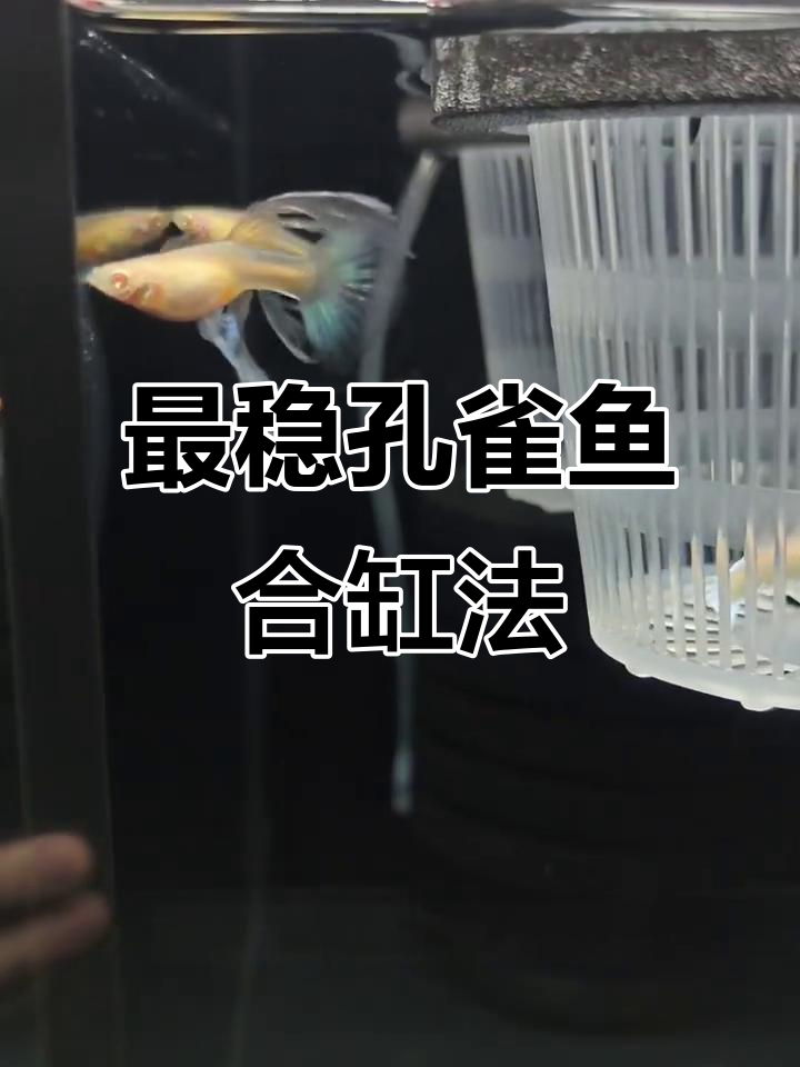 孔雀鱼合缸技巧:避免交叉感染的稳妥方法