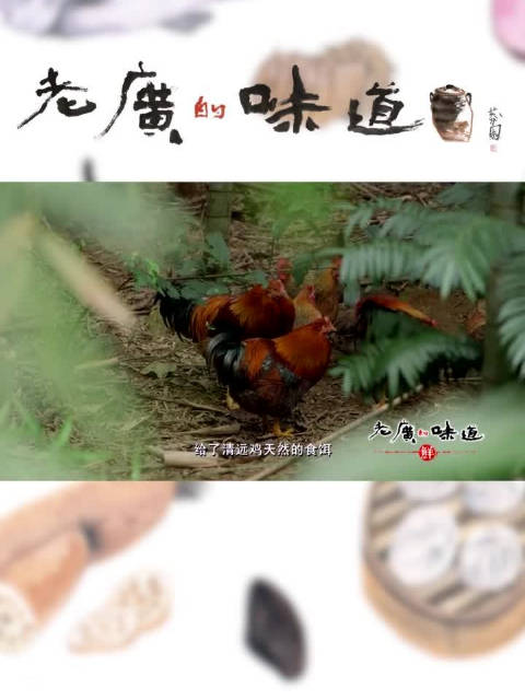 广东人无鸡不欢「鸡有鸡味是广东人对鸡的最高赞赏」“ 鸡有鸡味”是广东人对一只鸡的最高赞赏!