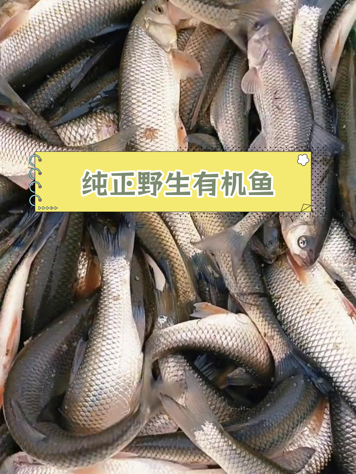 达里湖野生华子鱼,慢生长的珍稀美味