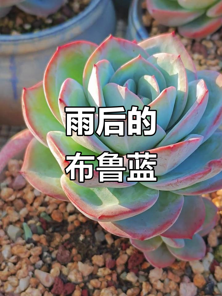 雨后布鲁蓝更清新,露养的多肉植物真美