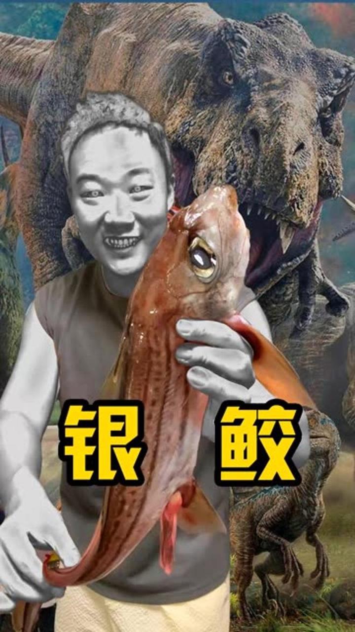 恐龙的同伴好不好吃?银鲛