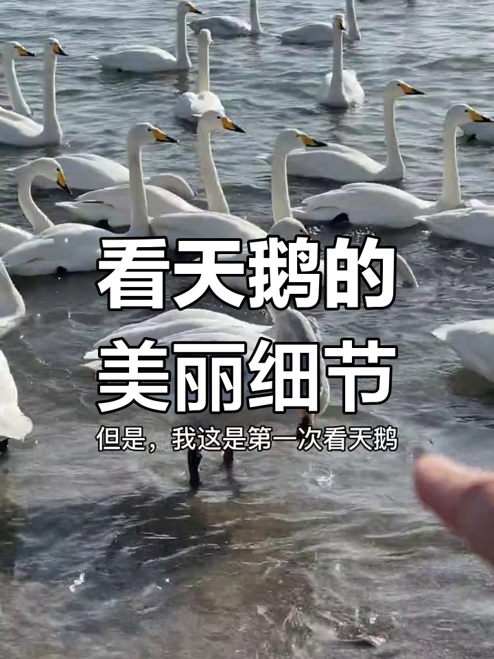 近距离看天鹅,西伯利亚小天鹅与大鹅的区别