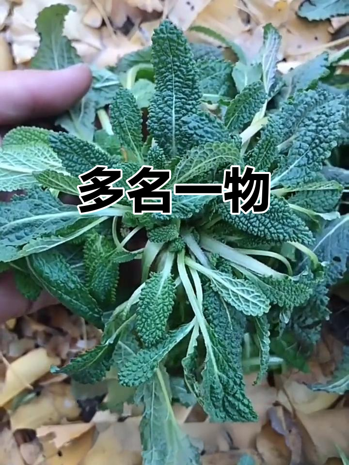 蛤蟆草,皱皮菜,青蛙草,多种别名同一植物