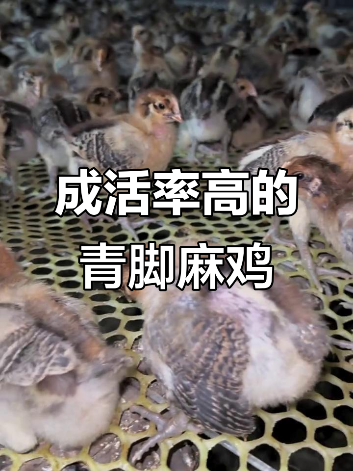 青脚麻鸡苗,每晚7点直播见!疫苗齐全,成活率高