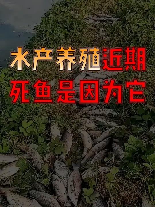 鱼塘死鱼多以草鱼为主，体表正常，但身体发黄，鱼的下嘴唇变厚，什么情况