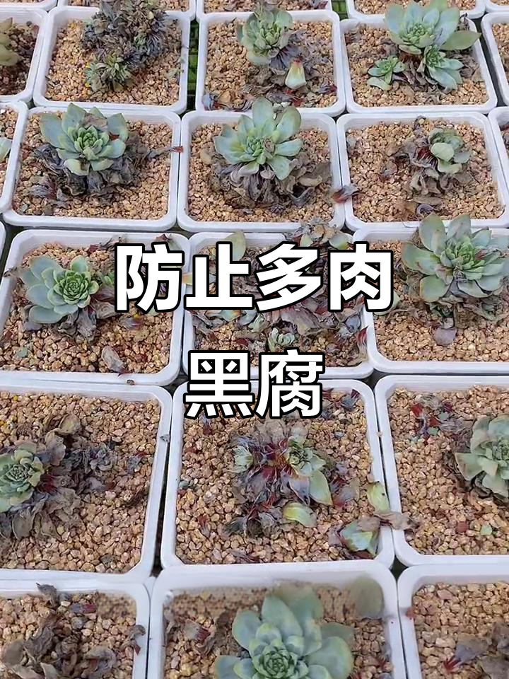 多肉植物黑腐化水烂根?教你如何防治真菌感染