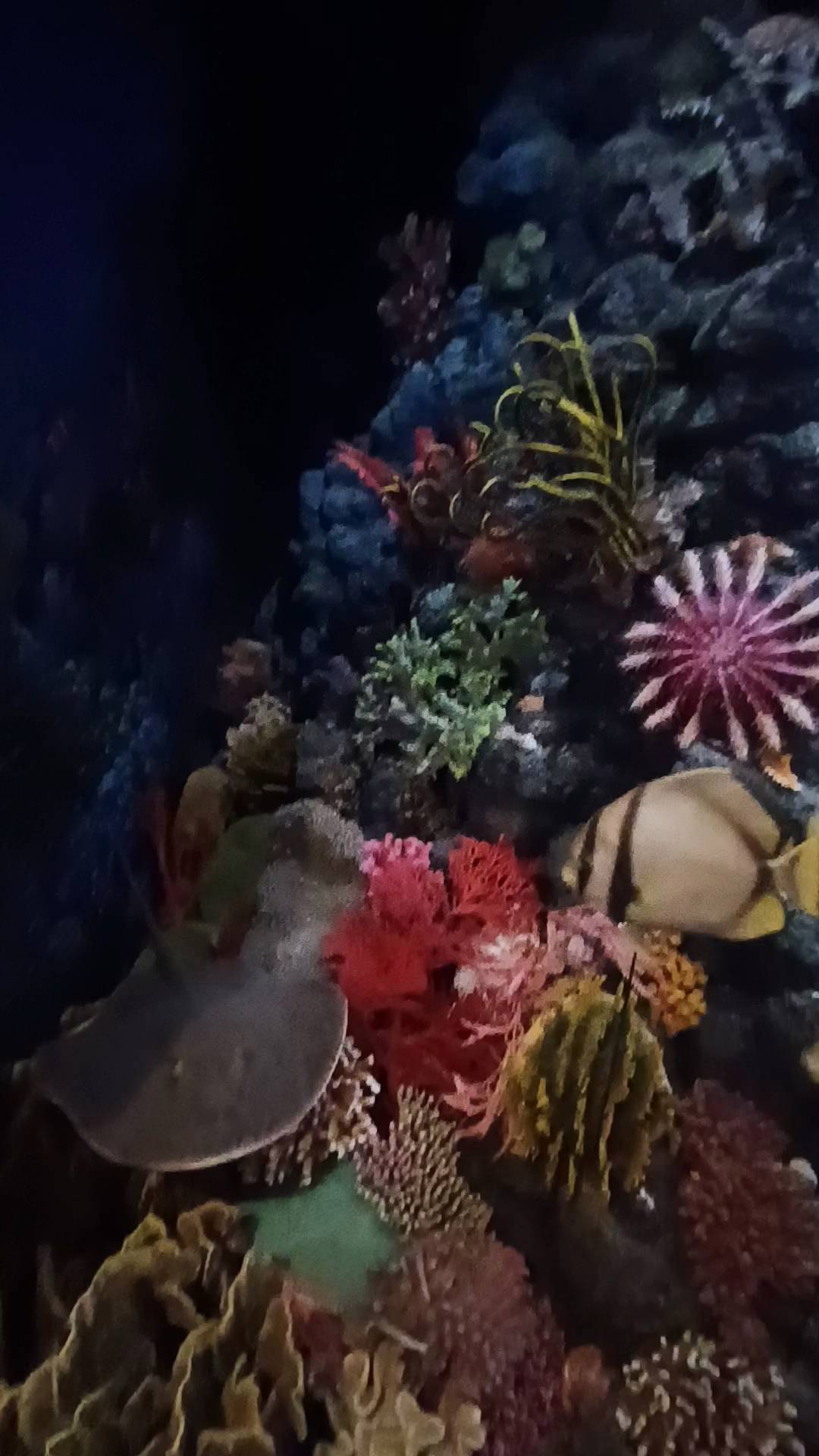 海底世界惊艳一瞥,珊瑚与鱼儿的奇妙共舞 头条视频激励企划