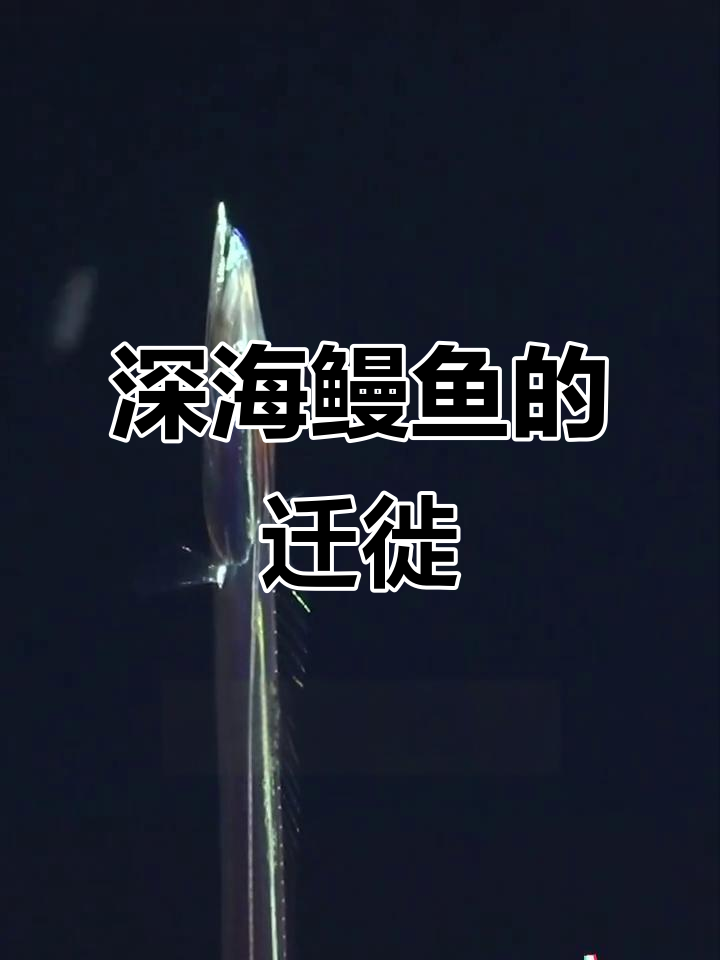 深海鳗鱼迁徙揭秘:地球上最大规模的夜间海洋之旅