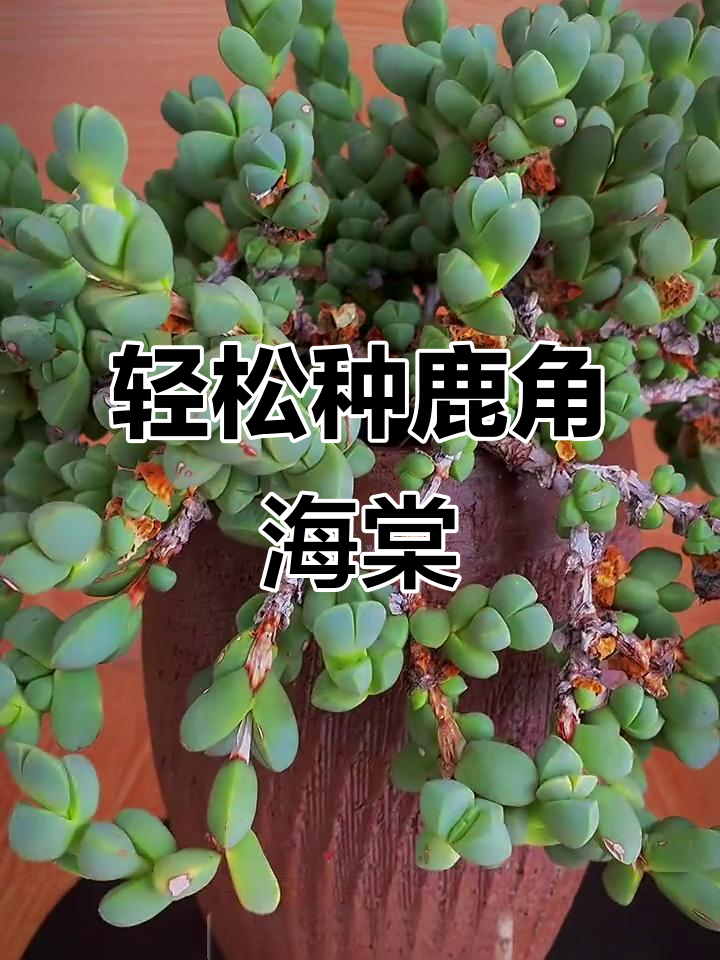 鹿角海棠:耐热抗寒,扦插超简单
