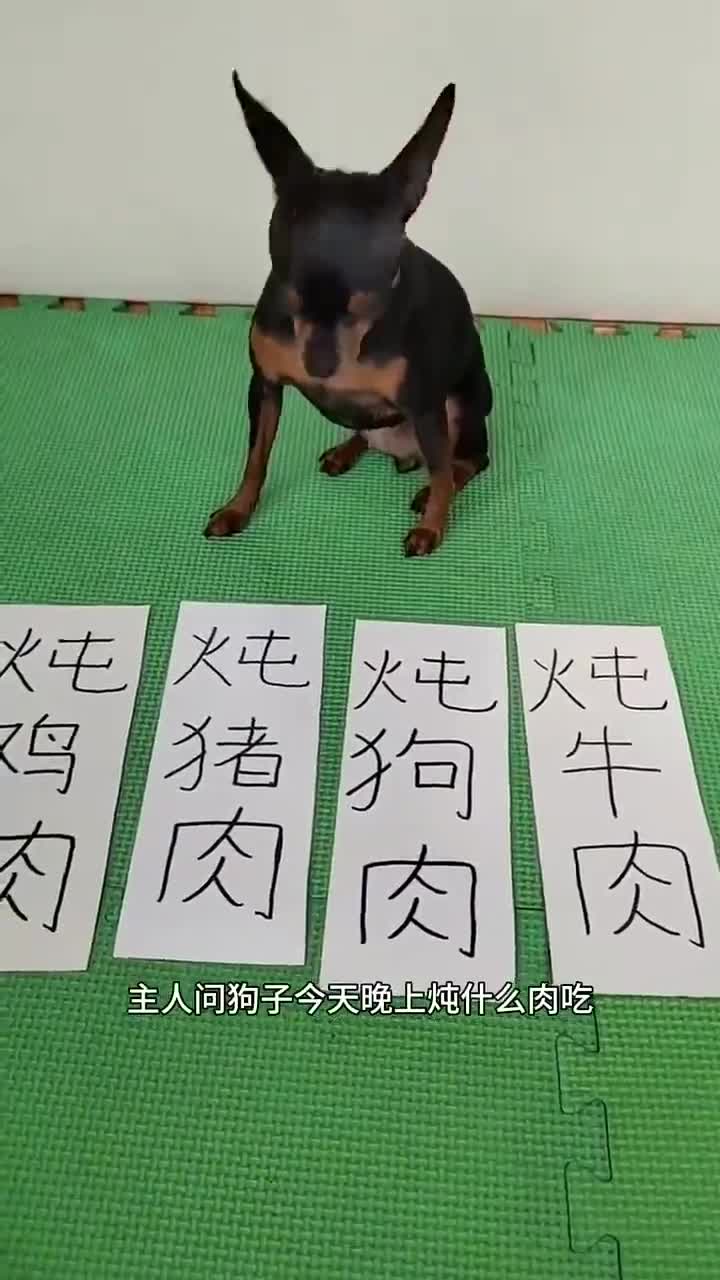 狗子就是不选吃狗肉 萌宠解说