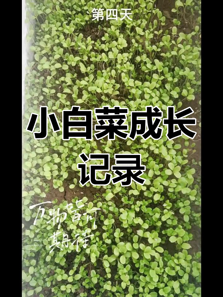 小白菜生长日记,见证每一天的变化
