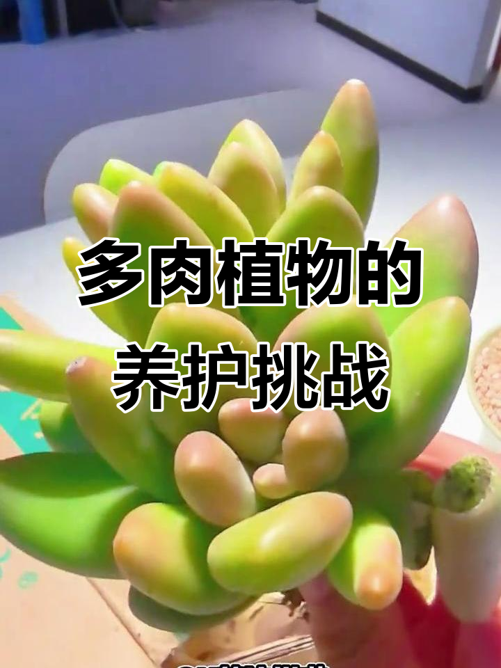 苹果奶和芒果奶傻傻分不清,多肉植物养护大揭秘