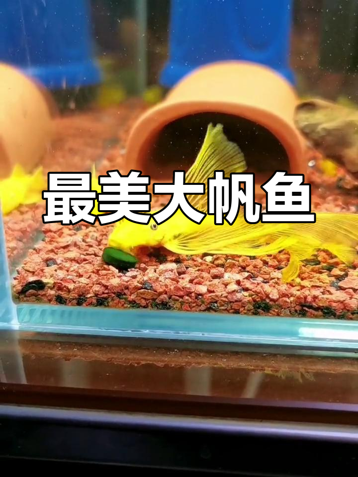 大帆鱼:最美底栖生物