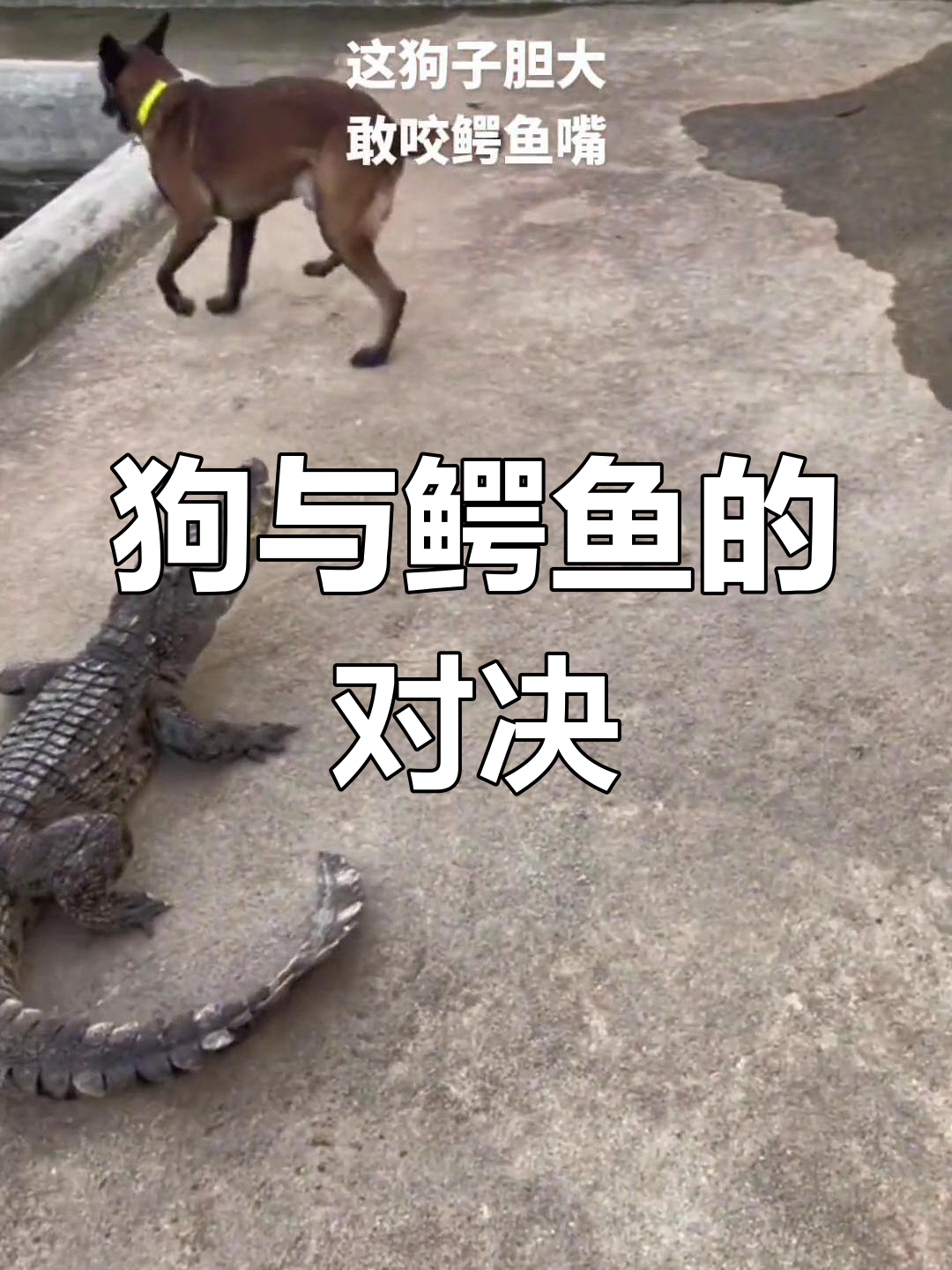 鳄鱼咬狗,狗惨叫连连!但当狗反击时,鳄鱼却毫无反应