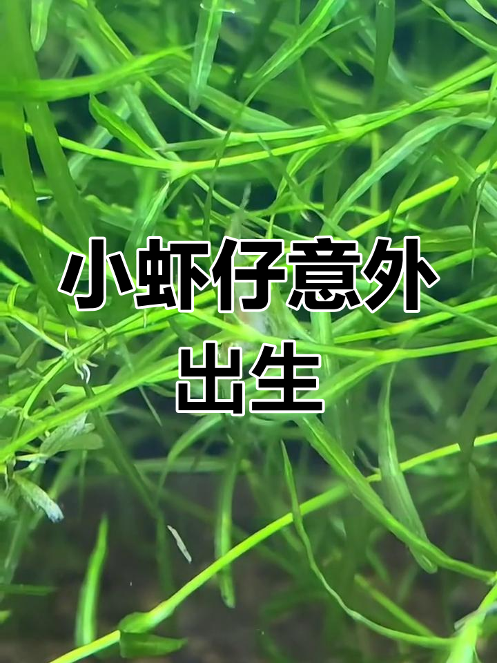 第一次养观赏虾,竟然这么快就繁殖了小虾仔