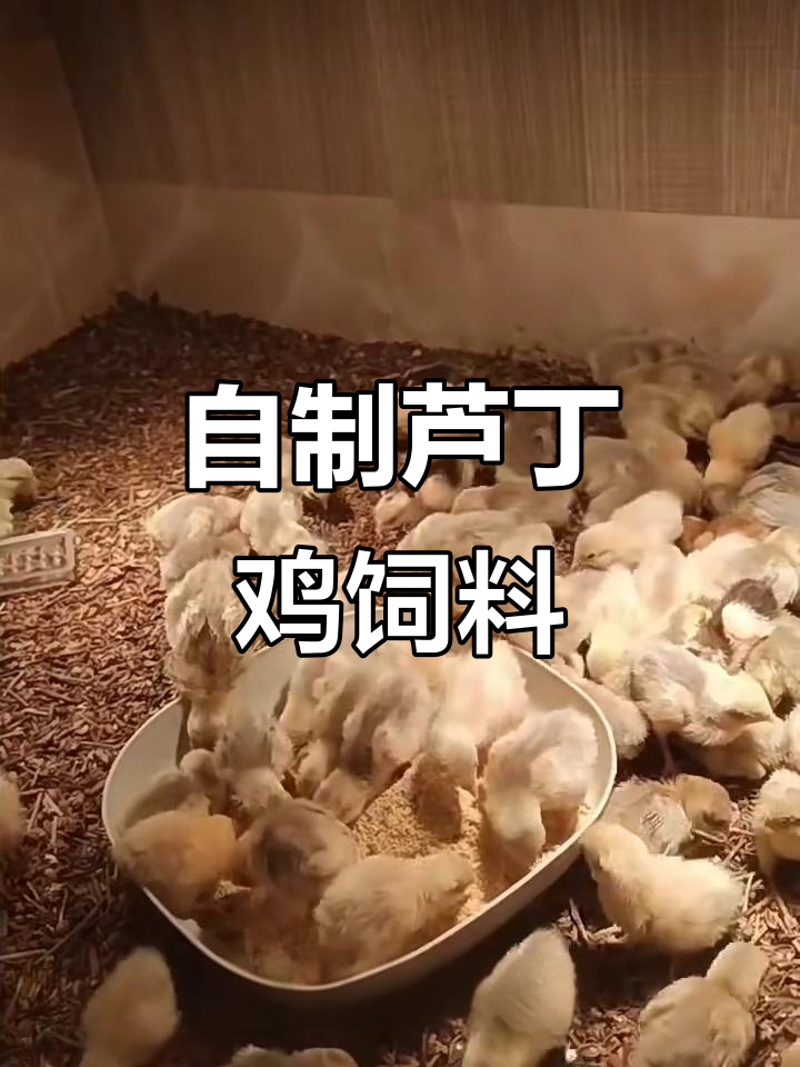 自制芦丁鸡开口粮,营养丰富更健康